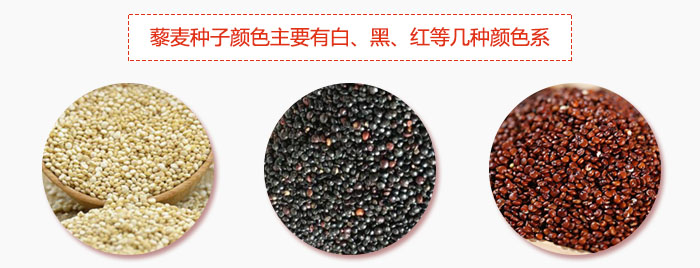 藜麥種子顏色主要有白、黑、紅等幾種顏色系，營養(yǎng)成分相差不大，其中白色口感好，黑、紅色口感相對差些，籽粒也較小。