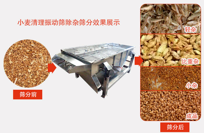 小麥清理振動(dòng)篩小麥篩分效果展示圖可同時(shí)篩分出輕雜，比重雜，小雜，成品等四個(gè)等級(jí)。